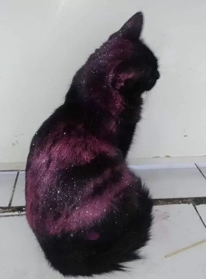 Кошка взорвалась