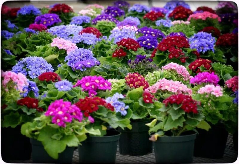 Рассада однолетних цветов. Лобелия. Сроки посева семян однолетних растений на рассаду. Сроки посадки однолетников на рассаду таблица. Рассада овощей.