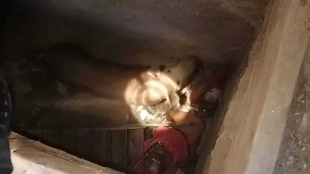 Подпол. Собаки спасатели. Шокирующая находка в новой квартире погреб продолжение. Достать из подвала. Погреб мчс.