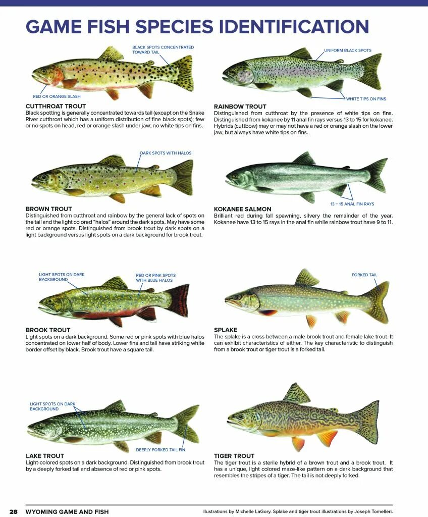 Черноморская кумжа. Форель виды фото с названием и описанием. Виды форели. Озерная форель кумжа. Salmon trout.