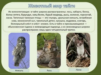 Животные тайги сообщение