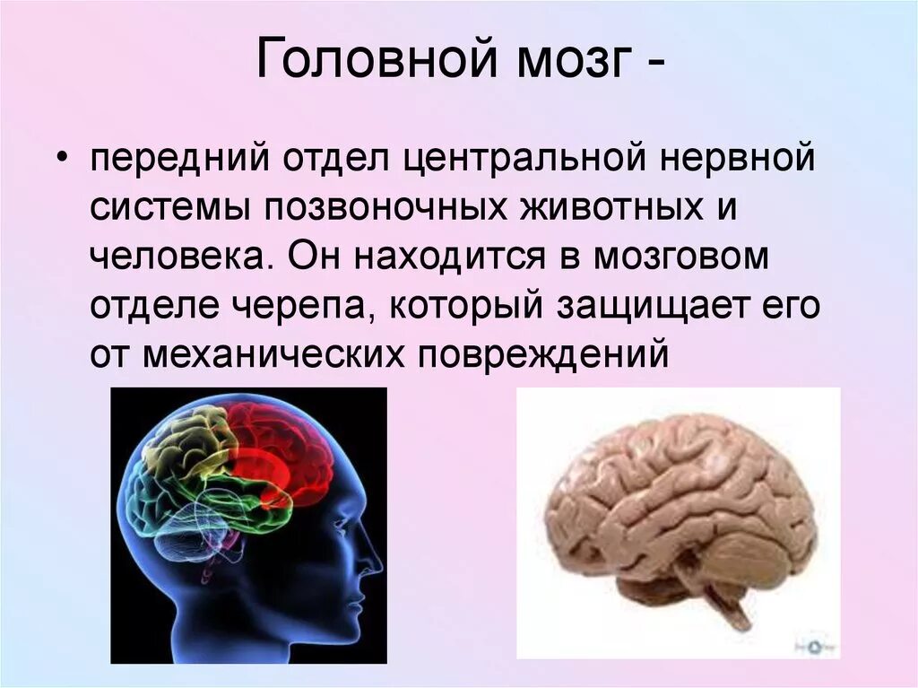 Важность головного мозга. Роль головного мозга в организме человека. Значение головного мозга.