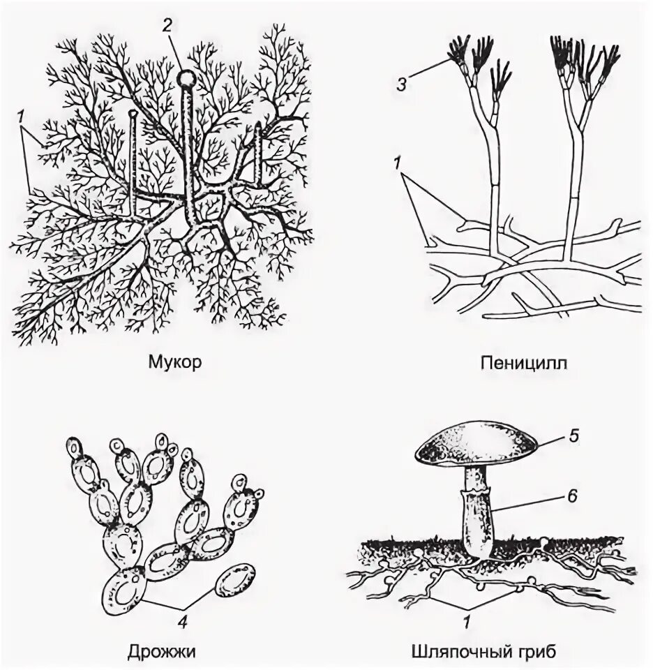 Грибы мукор пеницилл дрожжи. Строение гриба рода Mucor. Гриб пеницилл строение. Строение грибницы мицелия. Мицелий грибов одноклеточный многоклеточный
