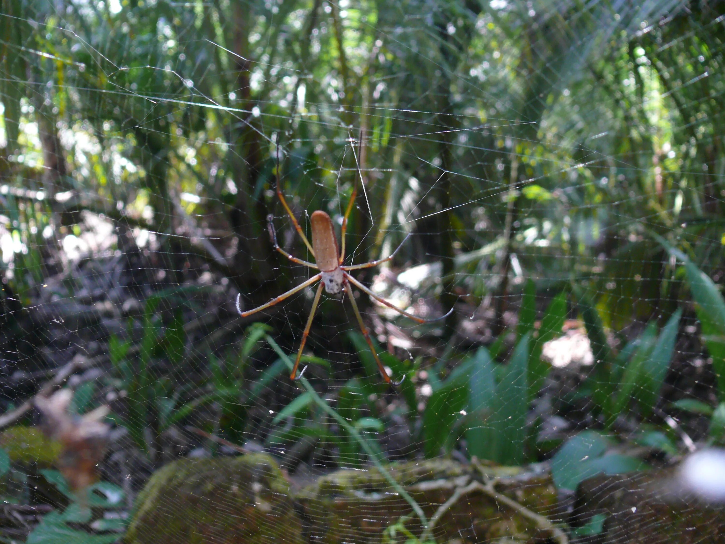 Spider island. Остров Айтолико с пауками. Пауки острова Сарпинского. Пауки Сейшельских островов. Паучий остров в Австралии.