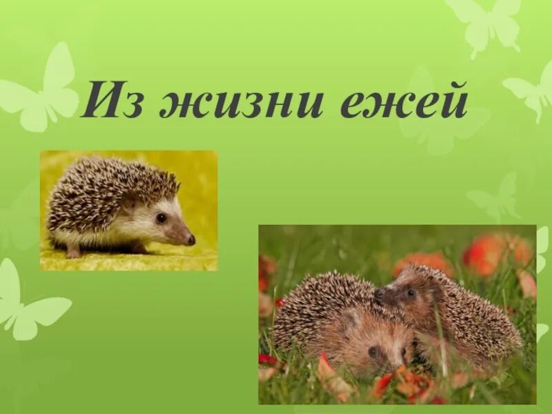 Презентация на тему "ёжик" - скачать бесплатно презентации по Биологии - скачать