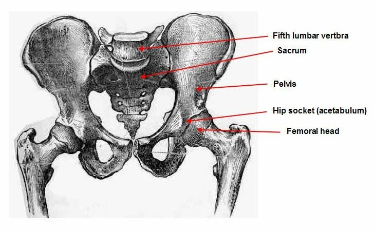Скелет тазобедренного сустава. Скелет тазобедренный сустав анатомия. Тазовая кость скелет. Скелет таза и тазобедренных суставов.