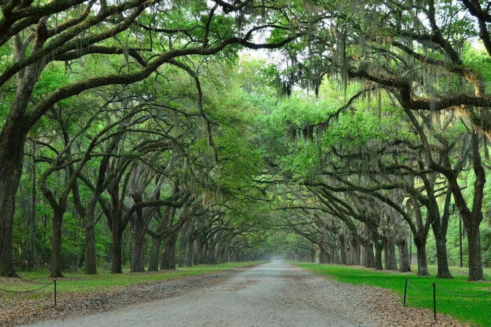 Savannah gets