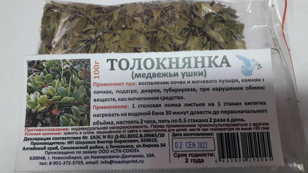 Как выглядит трава медвежьи ушки фото