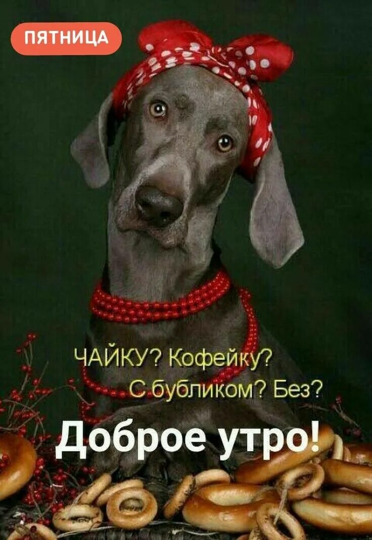 Картинки с добрым утром августа с животными. С добрым утром прикол. доброе утро картинки прикольные. бодрого утра прикольные. открытки с добрым утром смешные.
