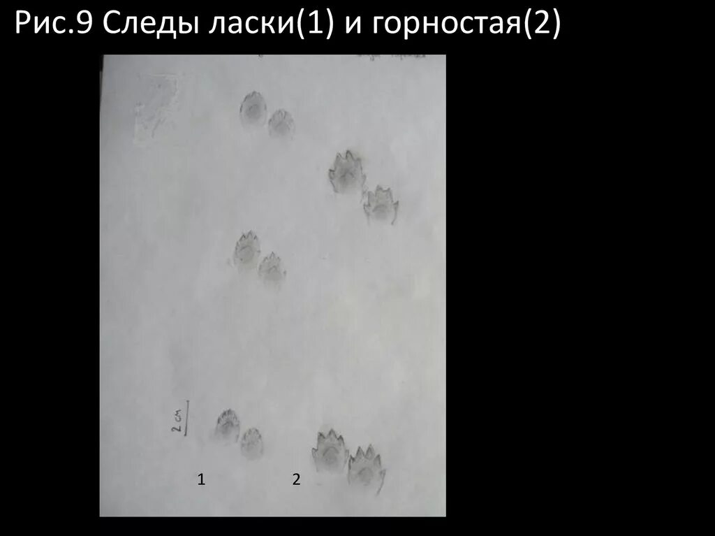 следы куницы на снегу. следы ласки зимой. следы горностая на снегу. как выглядят следы ласки на снегу. следы норки на снегу.