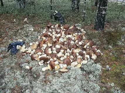 Сколько времени растут белые