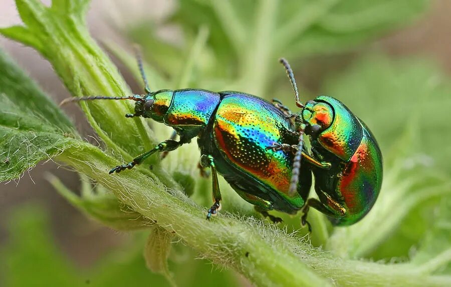 Жук листоед радужный. Жук листоед. Листоед ясноточный (chrysolina fastuosa). Бронзовка жук листоед. Жук листоед радужный.