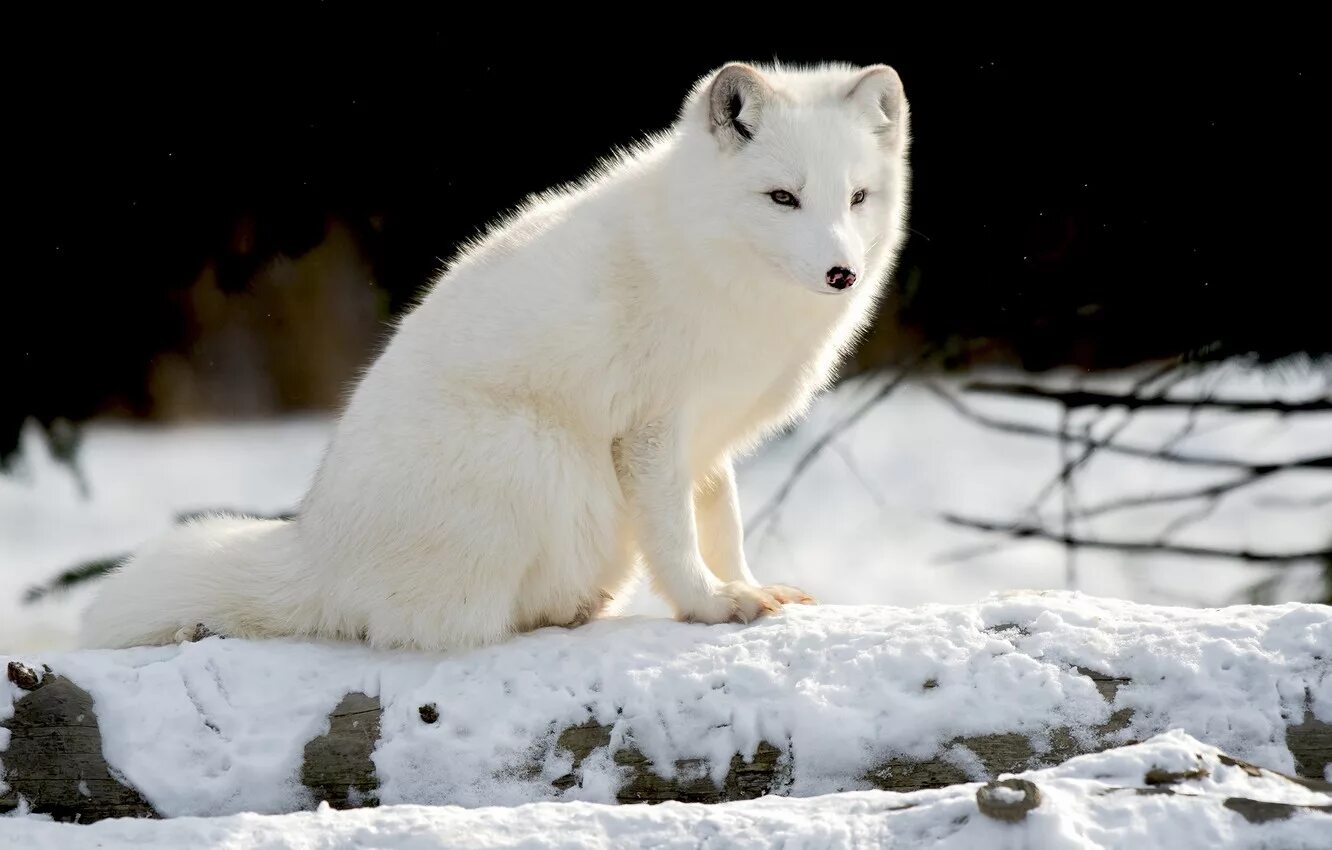 Песец зимой и летом. Полярная лисица песец. Песец альбинос. Песец белый. Зимний песец.