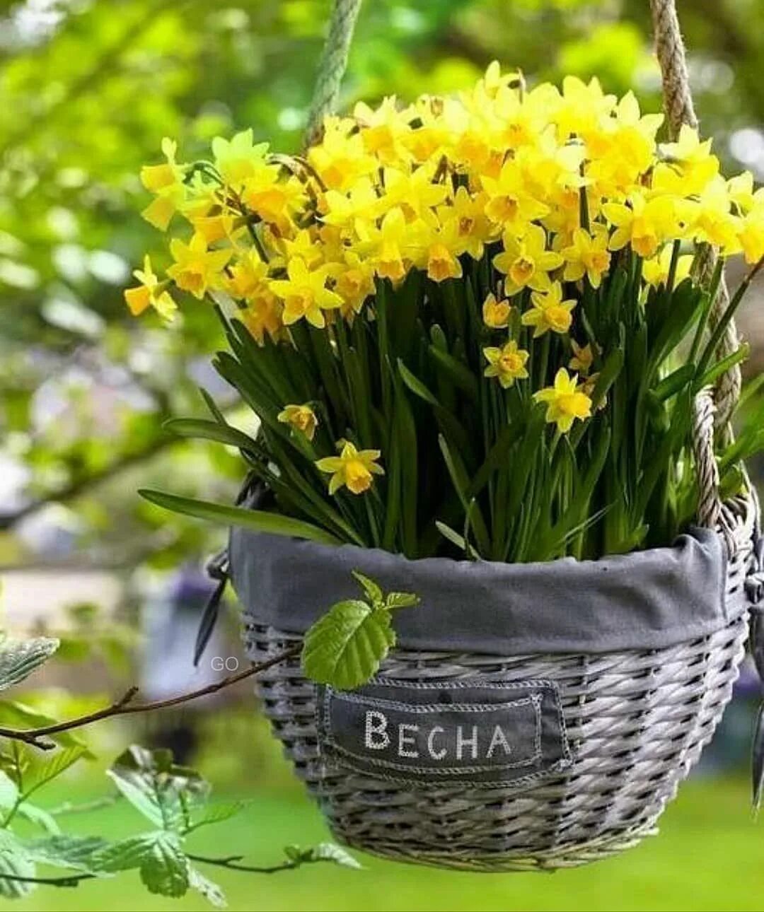 Цветы весенние картинки красивые доброе. Весенние цветы. красивые весенние цветы. цветы весной. тюльпаны и нарциссы.