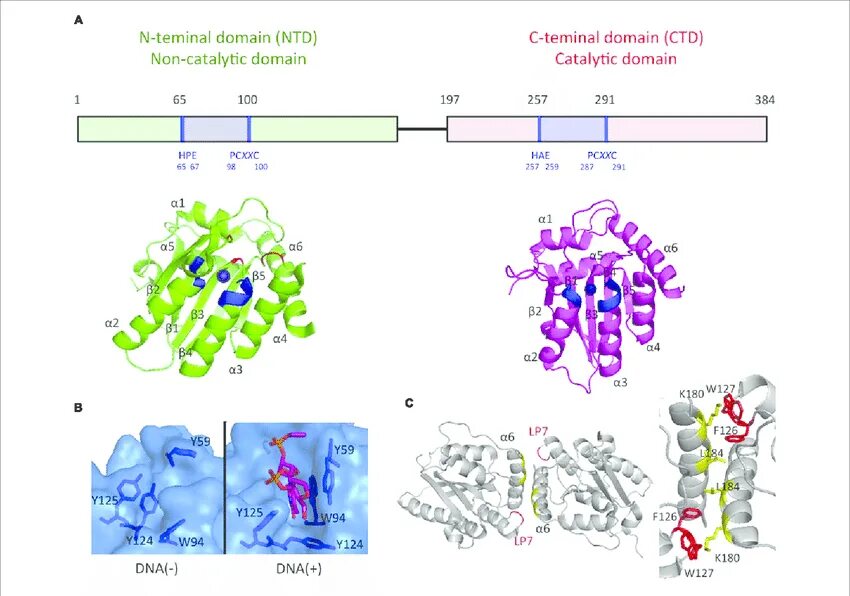 G domain. Domain google age. 168. Google shopping. 100.