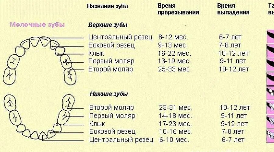 Через сколько зуб перестает болеть. Зубы клыки моляры. Порядок выпадения молочных зубов схема. Схема прорезывания коренных зубов. Режутся зубы у ребенка в 1,4.