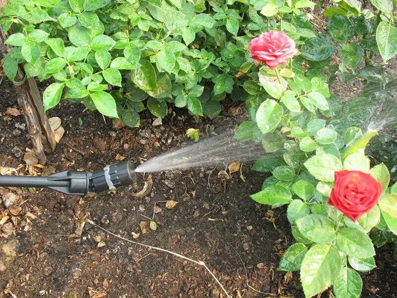 Сколько раз поливать розу. Опрыскивание роз. Побрызгать розы. Обработать розы от вредителей.