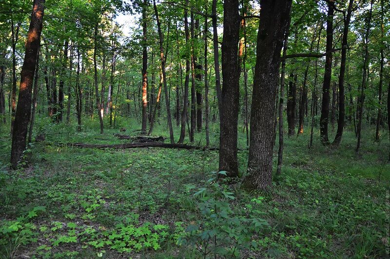 Дендрарий волжско-камского заповедника казань. Дендрарий казань раифа. Дендрарий волжско-камского заповедника биосферного заповедника. Елово широколиственный лес. Леса в волжском.