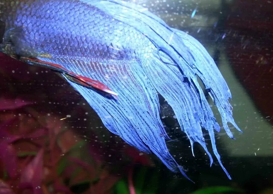 Плавниковая гниль у петушка. Рыбка петушок верхний плавник. Петушок коронохвостый камбоджа красный. Петушки плавники. Петушки плавники.
