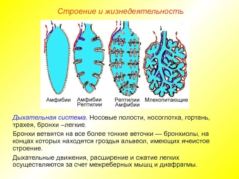 Ячеистое строение легких. Строение дыхательной системы млекопитающих. строение дыхательной системы рептилий. легкие млекопитающих. строение легких млекопитающих.