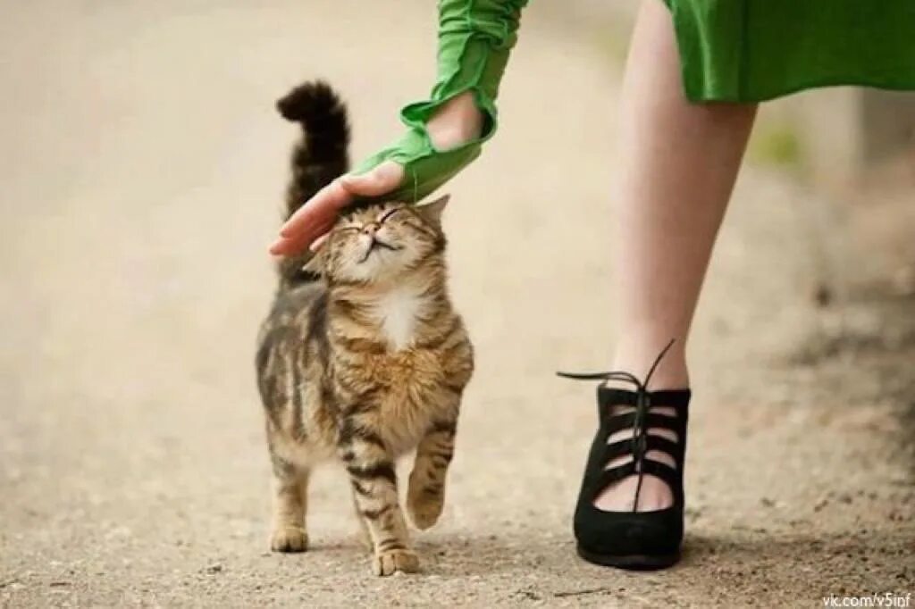 Почему коты трутся об ноги. Кошка трется. ноги кошки. кошка трется о ноги. котенок на ноге.