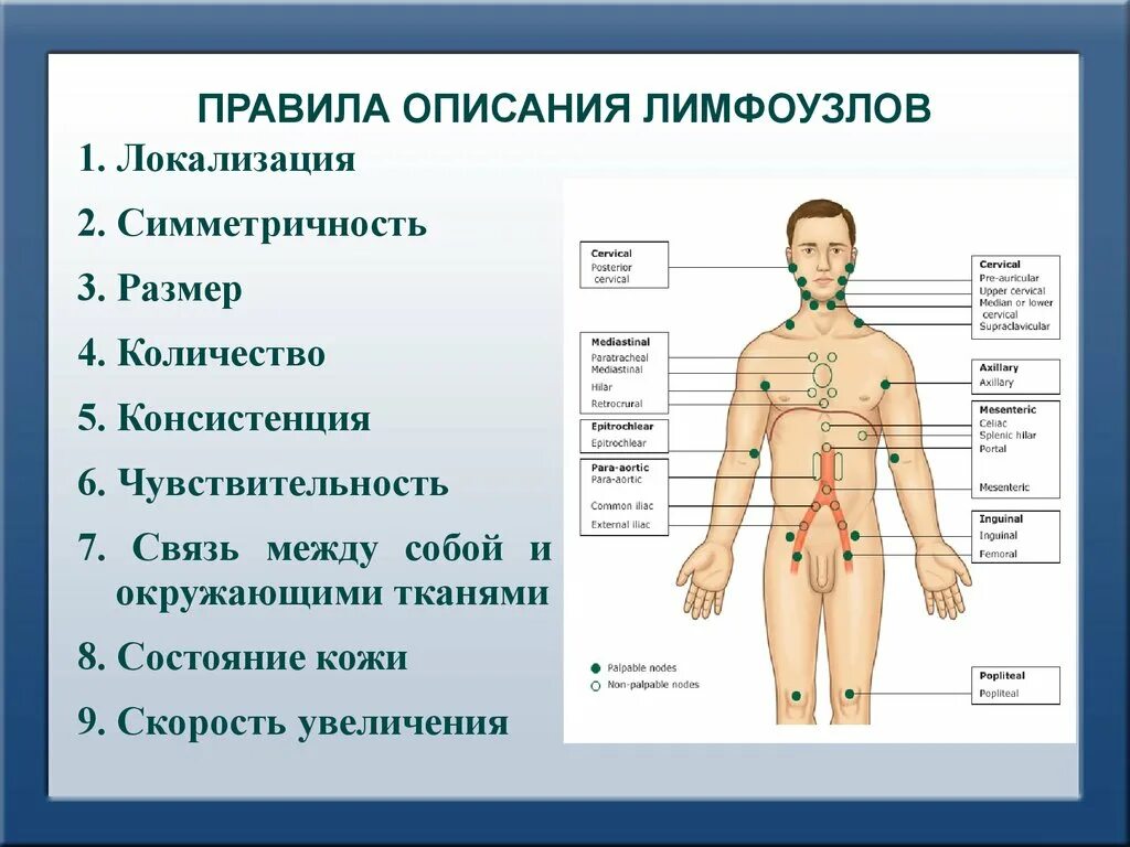 Количество лимфатических узлов. Лимфатическая характеристика. Описание лимфатических узлов в норме. Локализация лимфоузлов. Лимфатические узлы первого порядка.