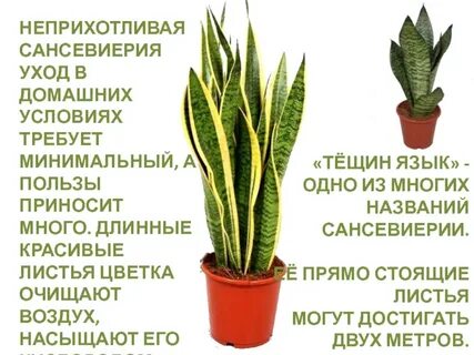 Почему у сансевиерии