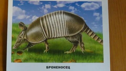 Животные северной америки 2 класс окружающий мир