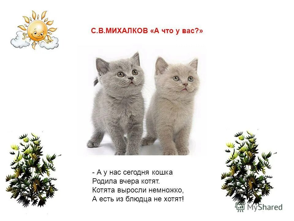 Котята выросли немножко а есть. Стих котята выросли немножко. стих а у нас сегодня кошка. стих а у нас сегодня кошка родила. стих кошка родила вчера котят.