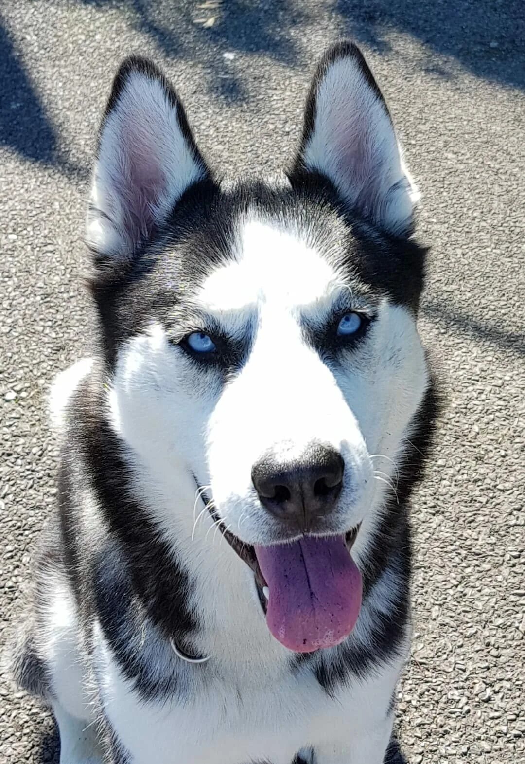 Хаски ф. Сибирский хаски. Husky blue eye. Сибирский хаски щенки. Полосатый хаски.