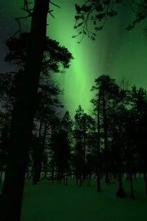 Сияющий лес