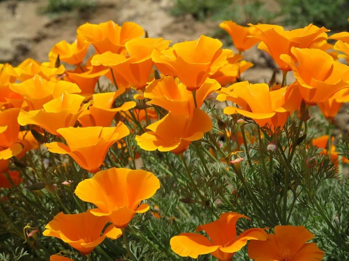 Эшшольция цветок многолетний. Eschscholzia californica эшшольция Калифорнийская. Калифорнийский Мак (эшшольция). Эшшольция оранжевый Король. Эшшольция Калифорнийская, калифорнийский Мак - Eschscholzia californica.