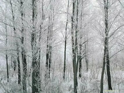 Осин снег