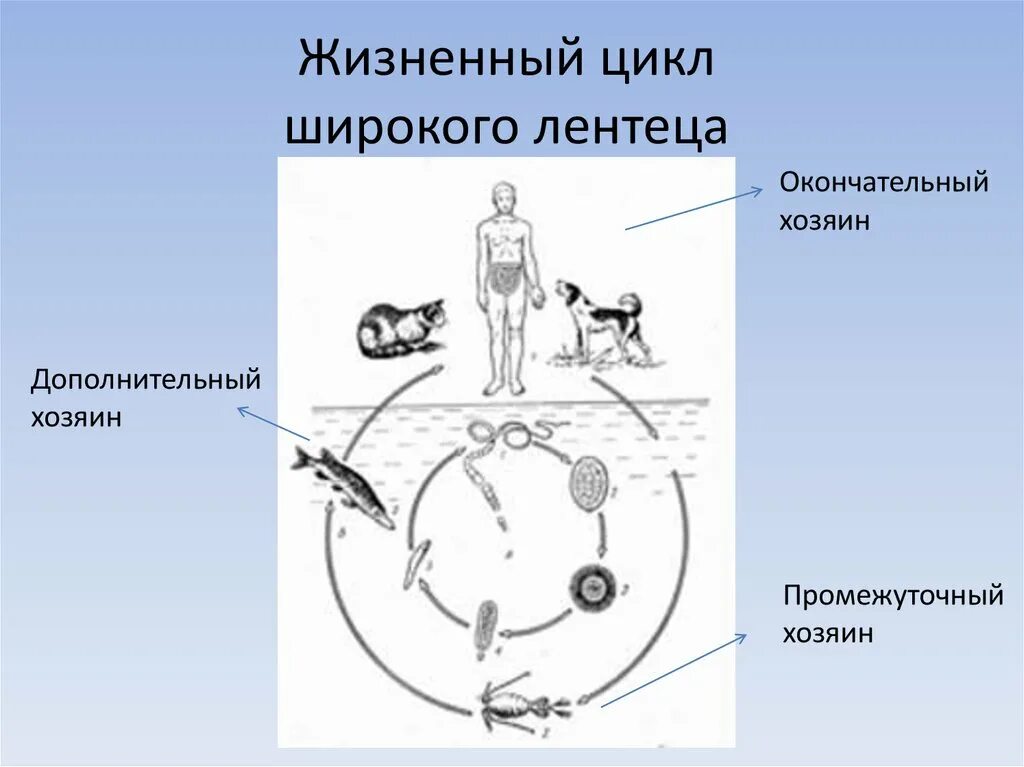 Широкий лентец окончательный хозяин. Промежуточный хозяин широкого лентеца жизненный цикл. Жизненный цикл широкого лентеца окончательный хозяин. Лентец широкий окончательный и промежуточный хозяин.