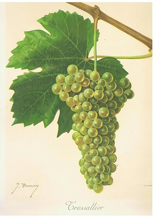 Сорт винограда Алиготе. Шардоне сорт винограда. Совиньон Блан виноград. Совиньон Блан сорт винограда.