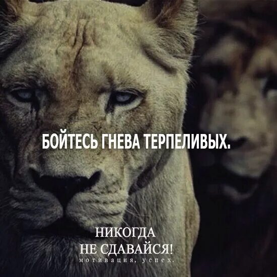 Никогда не сдавайся!. Цитаты про сдаться. Никогда не сдавайся надпись. Никогда не сдавайся позориться до конца. Картинки со смыслом.