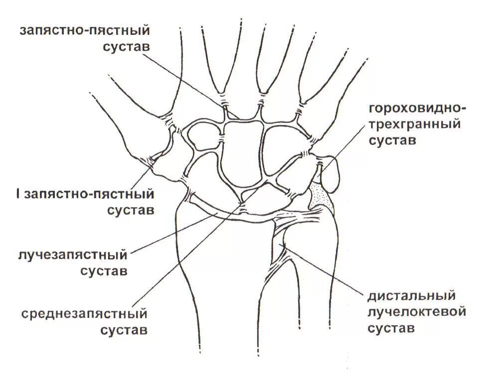 Лучезапястный сустав гороховидная кость. Лучезапястный сустав анатомия строение. Строение костей лучезапястного сустава. Лучпзапяст сустав анатомия. Соединения костей запястья