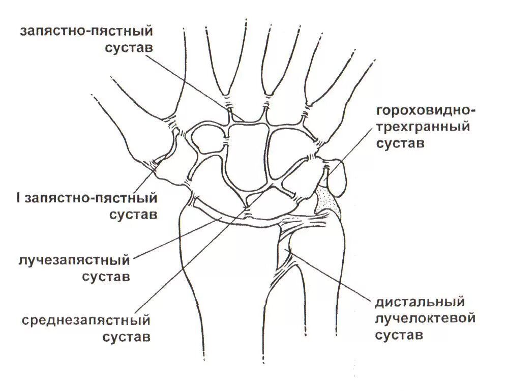 Лучезапястный сустав гороховидная кость. Лучезапястный сустав анатомия строение. Строение костей лучезапястного сустава. Лучпзапяст сустав анатомия. Ряд костей запястья