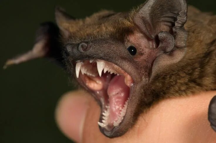 Eastern horseshoe bat (Rhinolophus megaphyllus) Bat, Horseshoe, Eastern