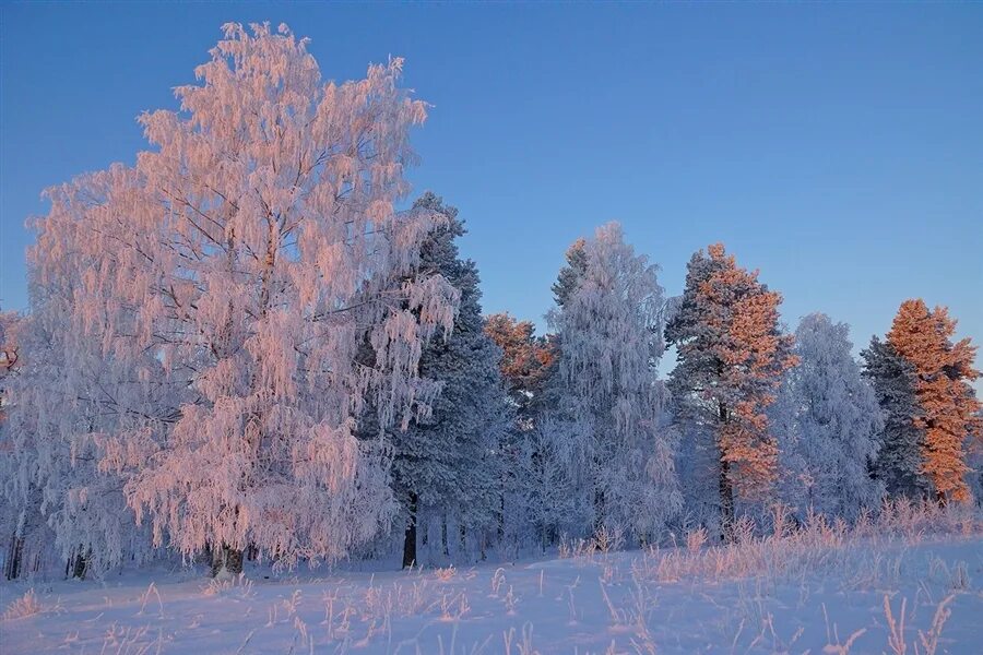 Медведь зимой детский. Девушка зимой в снегу. Морозная зима. Как хочется снега. Медведь наступил лисе.