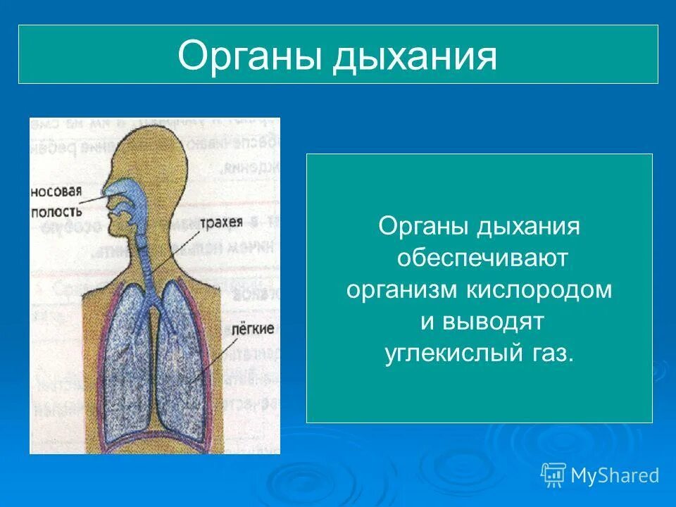 При дыхании человек выдыхает углекислый газ. Органы дыхания. Строение органов дыхания. Органы дыхания обеспечивают. Строение дыхательной системы человека.