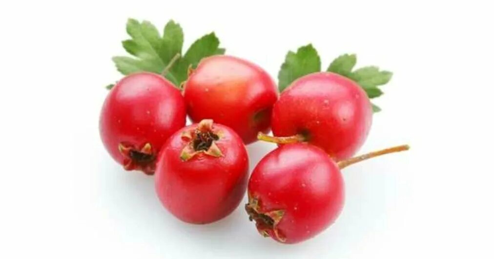 листья боярышника и калины. боярышник шиповник давление. калина боярышник шиповник на водке. боярышник заварить. лекарственные растения шиповник боярышник калина.