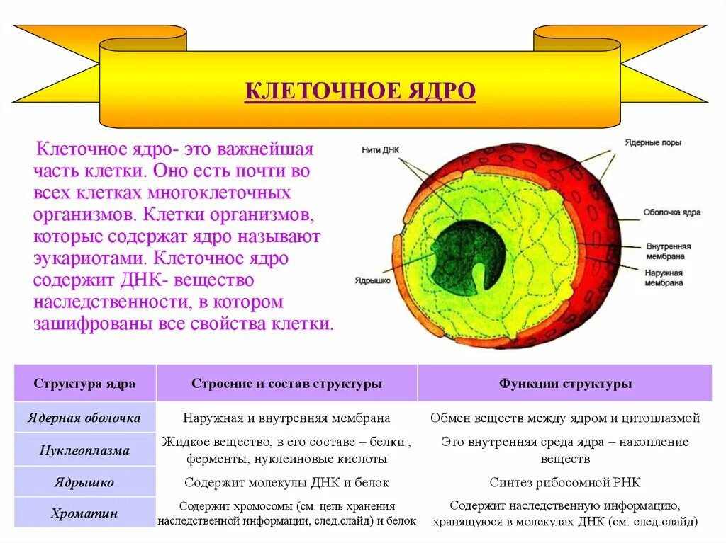 Строение ядра эукариотической клетки. Схема ядра эукариотической клетки. Ядро эукариотической клетки строение и функции кратко. Строение клетки функции ядро 5 класс биология. Строение ядра типы ядер