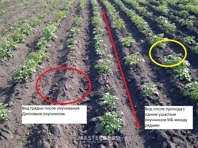 Расстояние между кустов картофеля. Междурядья для посадки картофеля. ширина междурядий в картошке. ширина борозды для посадки картофеля. ширина грядок для картошки.