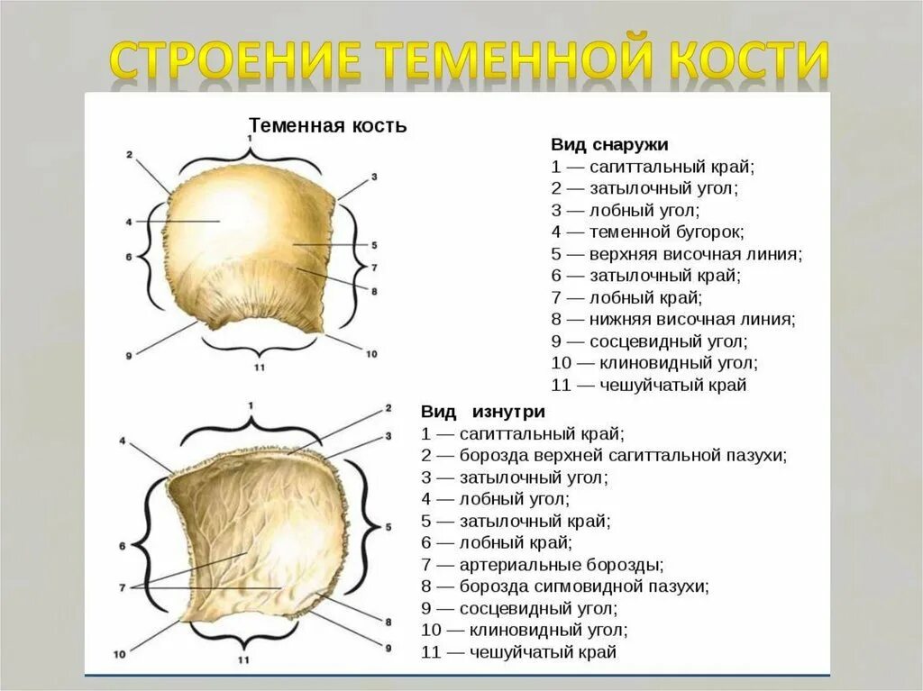 Теменная кость находится. Теменная кость черепа анатомия строение. Теменная кость строение на латыни. Теменная кость наружная поверхность. Кости черепа человека анатомия теменная кость.