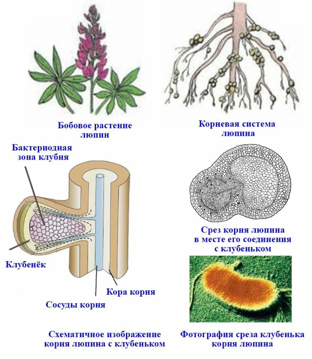 Клубеньковые бактерии значение. Клубеньковые бактерии строение. Морфология строение клубеньковых бактерий. Клубеньковые бактерии рисунок. Строение клубеньков на корнях бобовых.