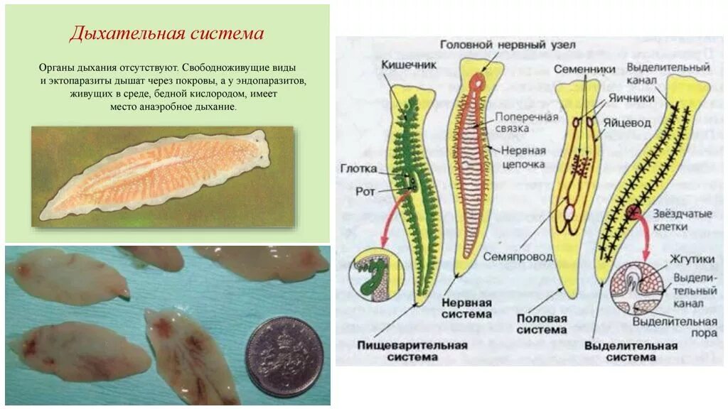 Развитие систем органов у червей. Тип плоские черви 7 класс строение. Система органов плоских червей 7 класс. Дыхательная система плоских червей 7 класс. Строение дыхательной системы плоских червей.