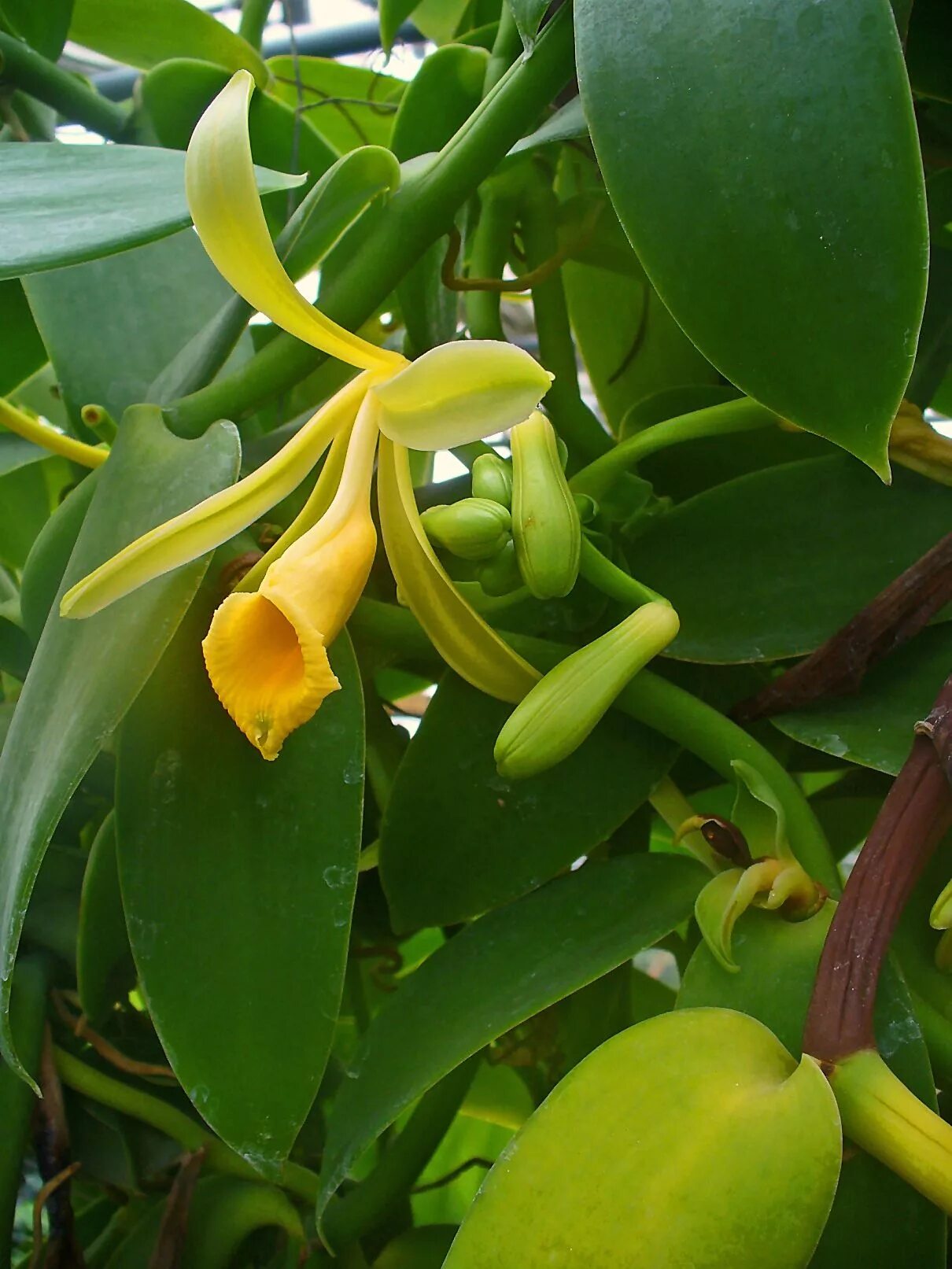 Vanilla tree. Орхидеи vanilla planifolia. орхидея ваниль плосколистная. мадагаскарская ваниль.
