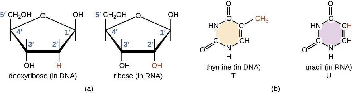 Тимин и рибоза. Цитозин и рибоза. Рибоза в ДНК. Рибоза в РНК.