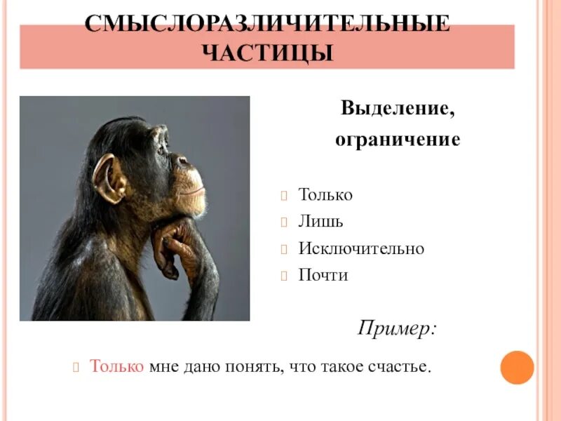 Для чего служат смыслоразличительные частицы в предложении. Смыслоразличительные частицы. смысло разшичиткльные частицы. смвсло разлечительные частицы. смыслоразличительные частицы примеры.